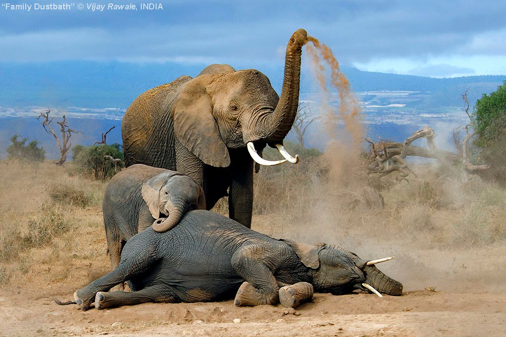 Family Dustbath